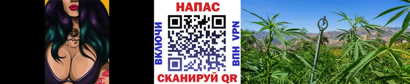 Бошки Шишки семена  Динская 